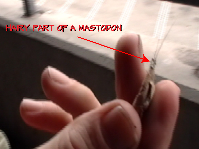 mastadon mastadon